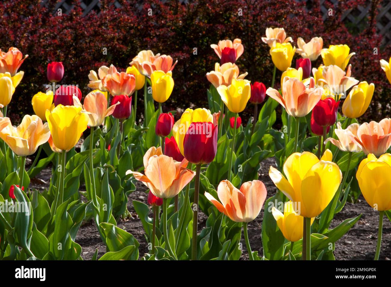 Warm spring day tulips at cantigny gardens in wheaton illinois hires stock photography and