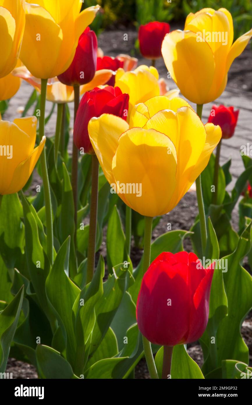 Warm spring day tulips at cantigny gardens in wheaton illinois hires stock photography and