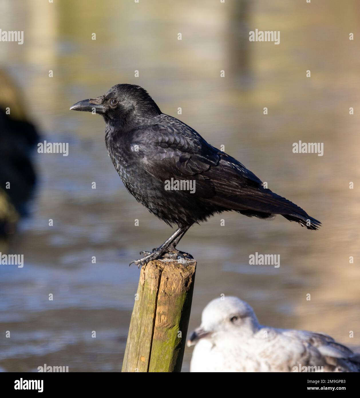 The Carrion Crow is an intelligent bird that has adapted over the ages to live around and exploit humans. They take advantage of all conditions. Stock Photo