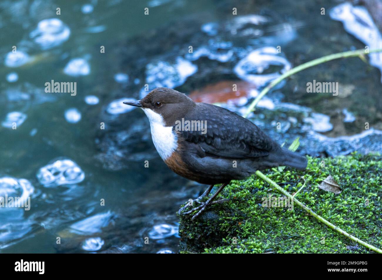 A Dipper stands on the bank of a clear water stream. This active bird is associated with fast flowing streams and rivers usually in upland areas. Stock Photo