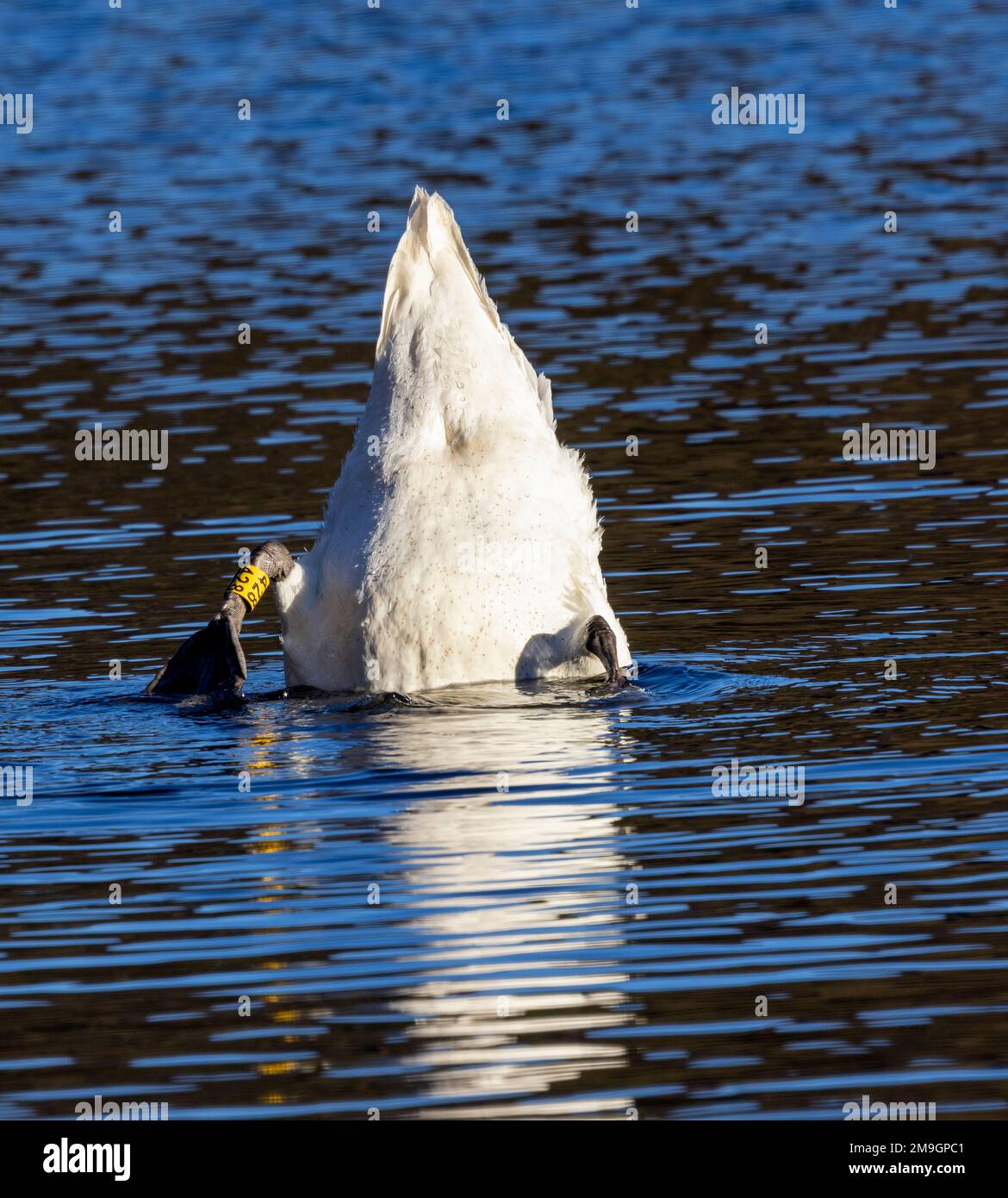 A Mute Swan feeds in open water in a technique known as up-ending. The Swans long neck allows it to reach submerged vegetation others cannot reach. Stock Photo