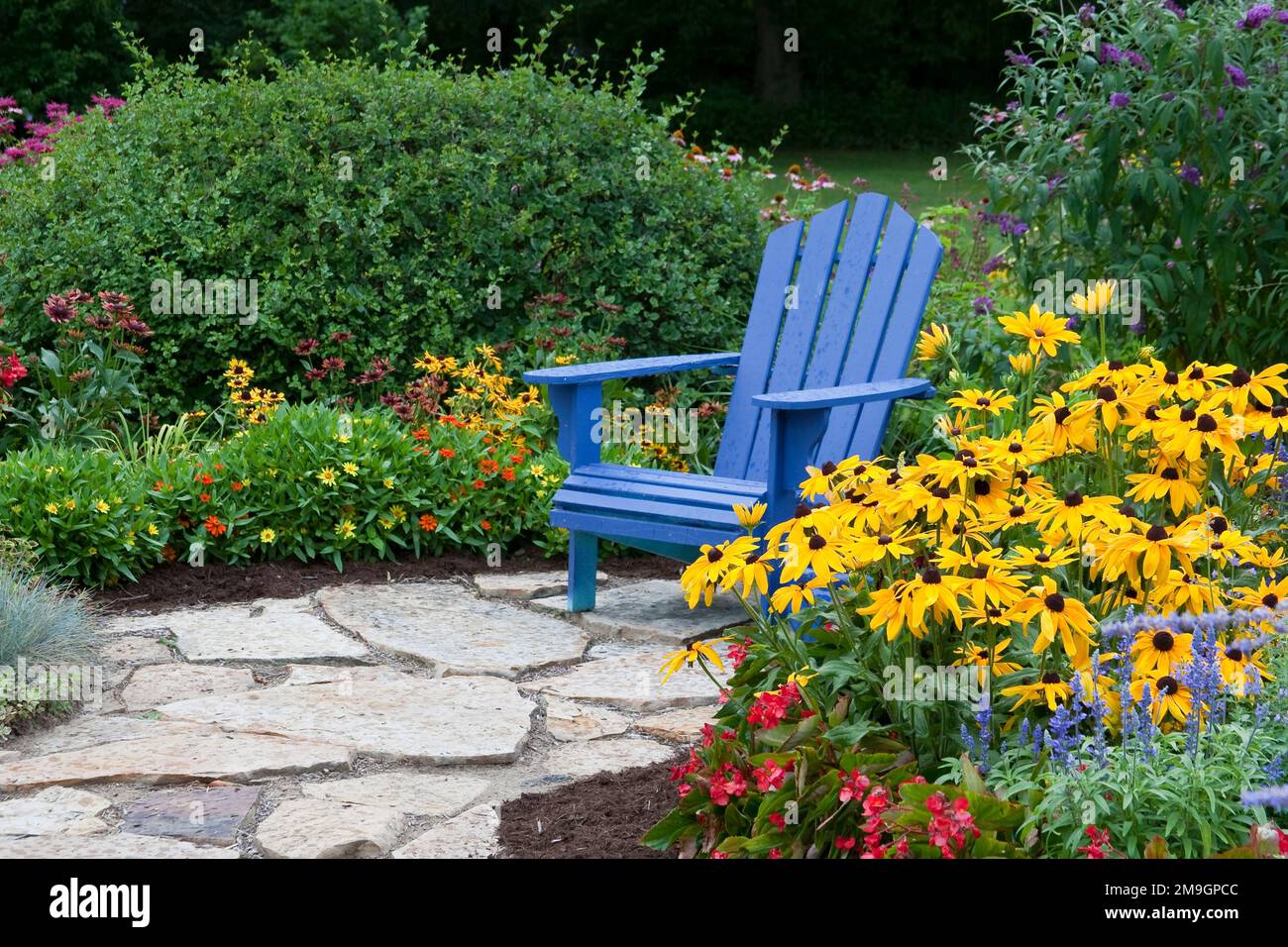 63821-21909 Flower garden with blue Adirondack chair and stone path.  Black-eyed Susans (Rudbeckia hirta)  Red Dragon Wing Begonias, zinnias, Blue Vic Stock Photo