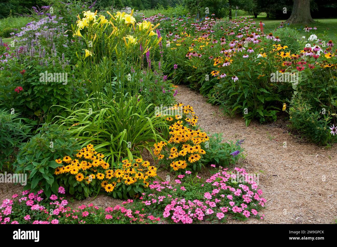 63821-21913 Path through flower garden, Tiger Eye  Black-eyed Susans (Rudbeckia hirta), Pink Verbena (Verbena canadensis), Yellow Daylily (Hemerocalli Stock Photo