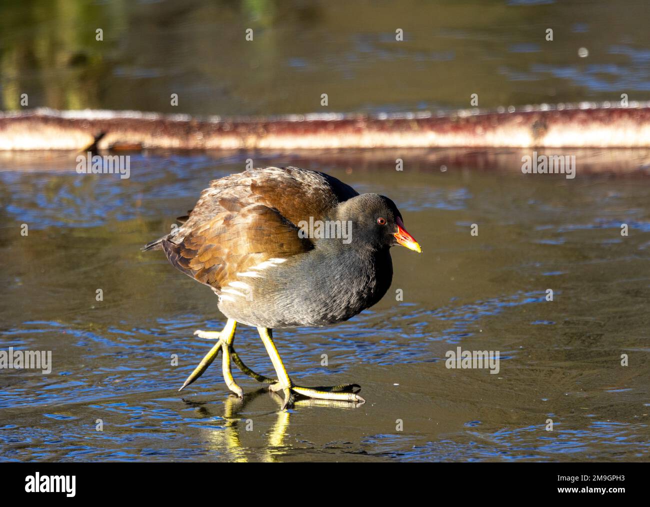 The Moorhen is a common aquatic bird of the inland waterways around UK. They are resident year-round and are capable of handling all weathers Stock Photo