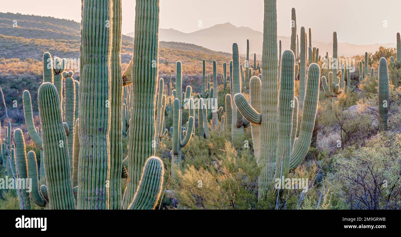 Landscape with saguaro cacti (Carnegiea gigantea) in desert, Catalina State Park, Romero, Washington State, USA Stock Photo
