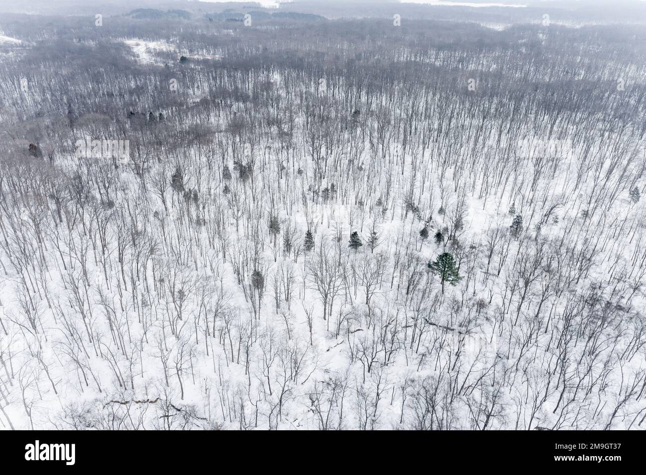 63877-02015 Aerial of snow covered woods Stephen A. Forbes State Park  Marion Co. IL Stock Photo