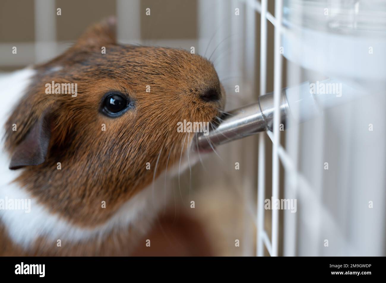 Selective focus on a guinea pig drinking out of a water bottle mounted