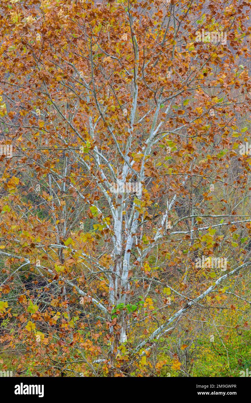 Sycamore tree in fall color at Stephen A. Forbes State Park Marion Co. IL Stock Photo
