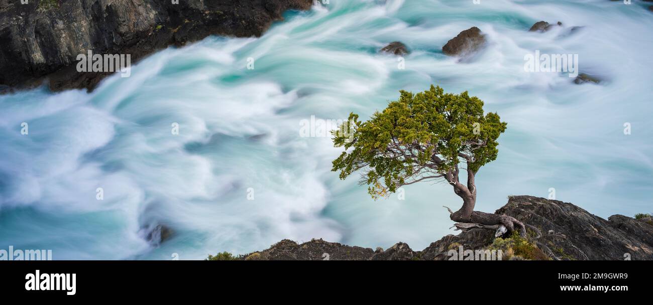 Beech tree (Nothofagus betuloides) on cliff above Salto Grande waterfall, Torres del Paine National Park, Chile Stock Photo