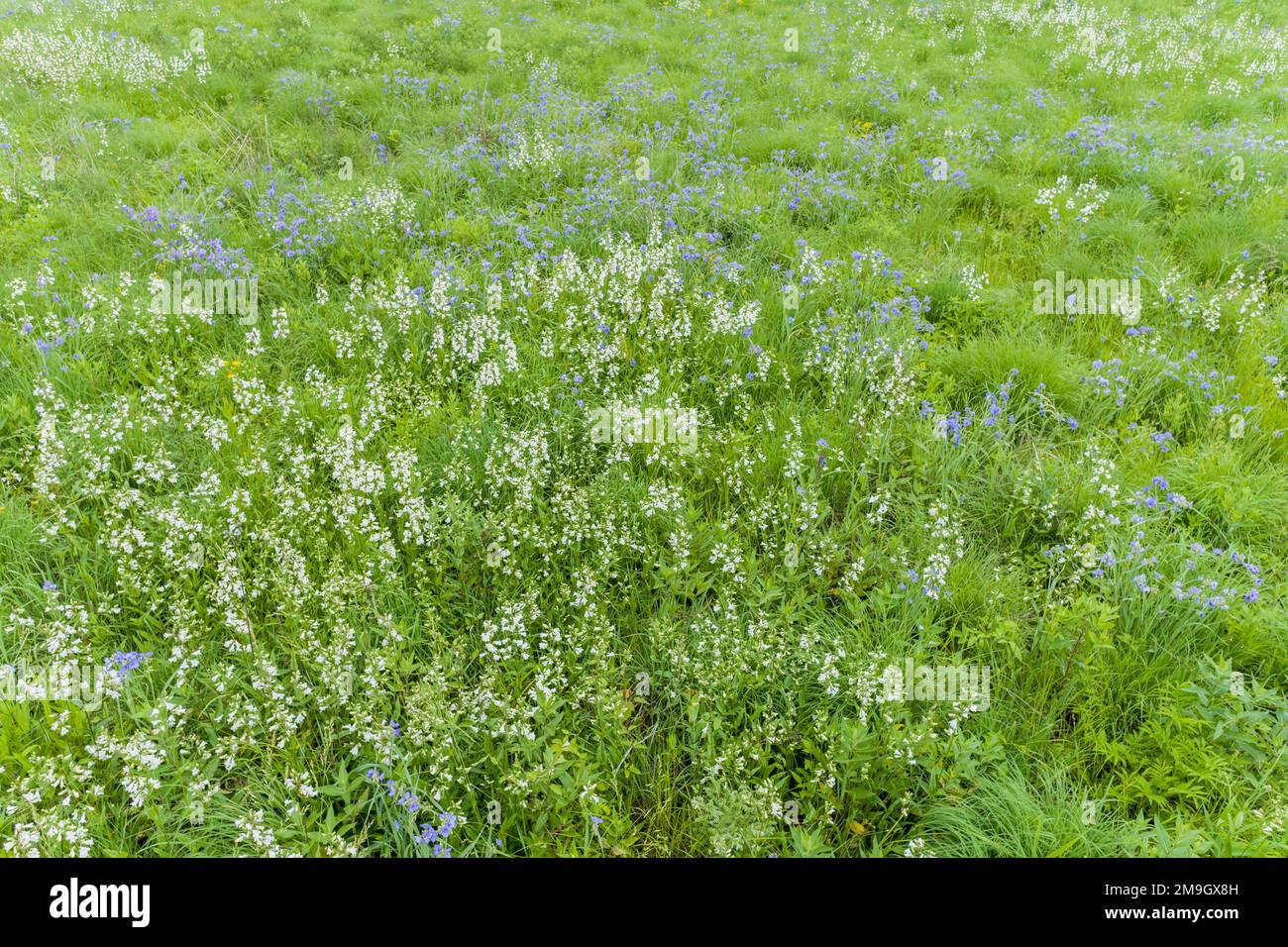 63899-05718 Aerial of field of Penstemon and Virginia Spiderwort (Tradescantia virginiana) in prairie Sam Parr State Park Jasper Co. IL Stock Photo