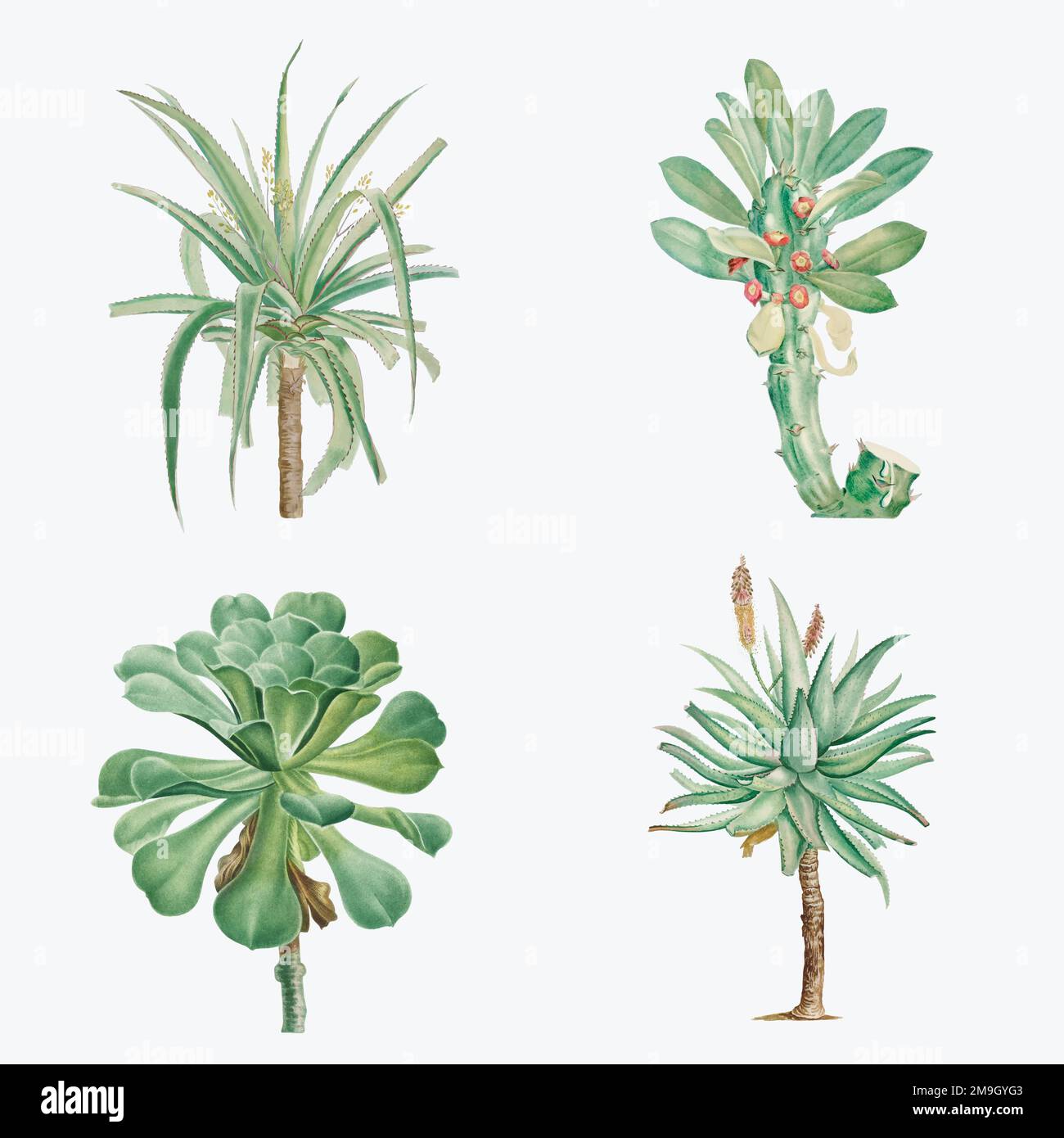 Vector set of succulents and cacti Stock Vector Image & Art - Alamy