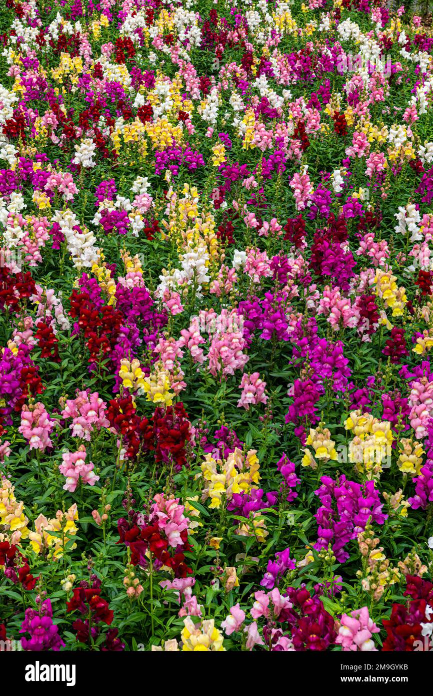 Colorful snapdragon flowers (Plantaginaceae), Alberta, Canada Stock Photo