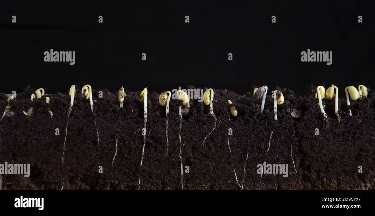 Sprouted soybean shoots with roots on a black background Stock Photo