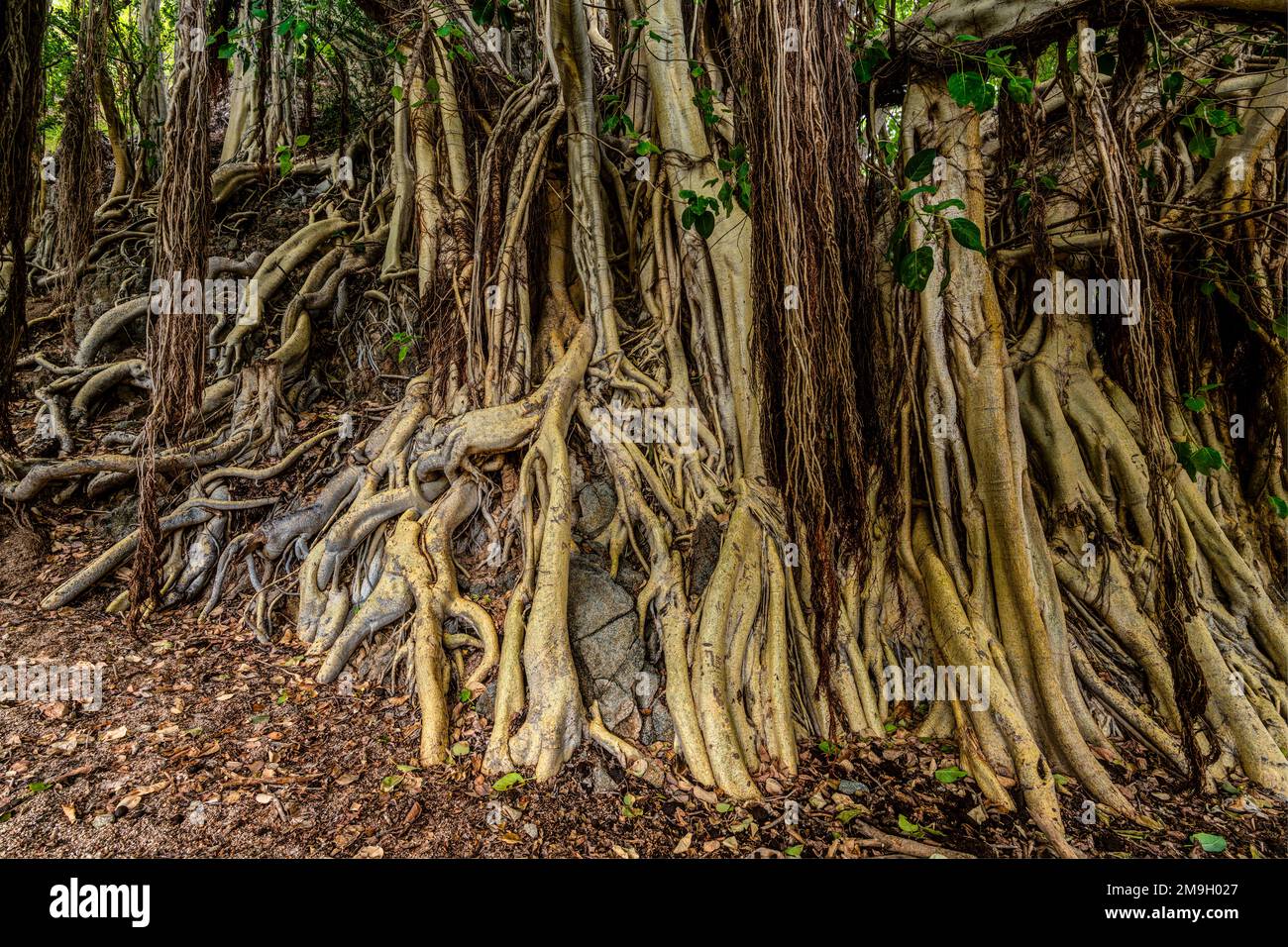 Fig tree (Ficus palmeri) roots in forest, Baja California Sur, Mexico Stock Photo