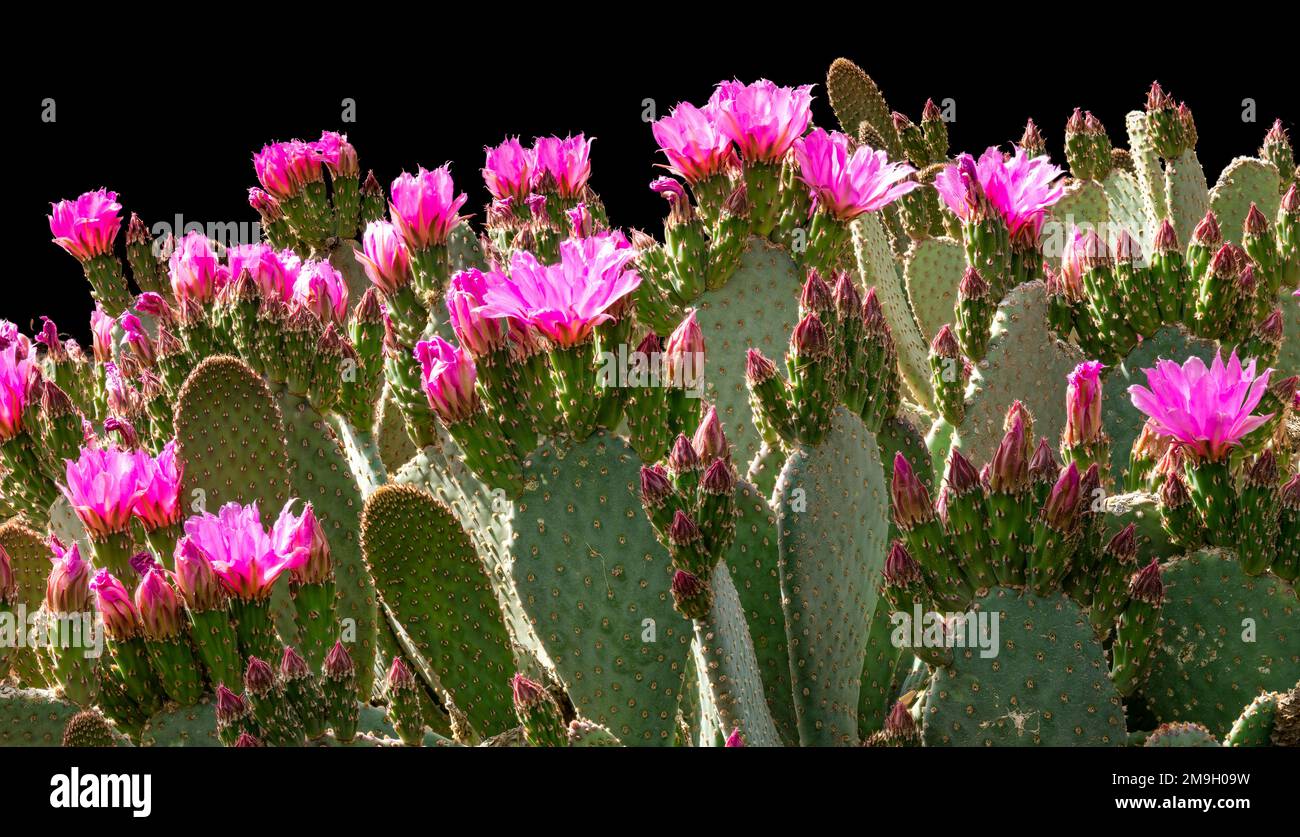 Prickly pear cactus (Opuntia basilaris) with pink flowers, Arizona, USA Stock Photo