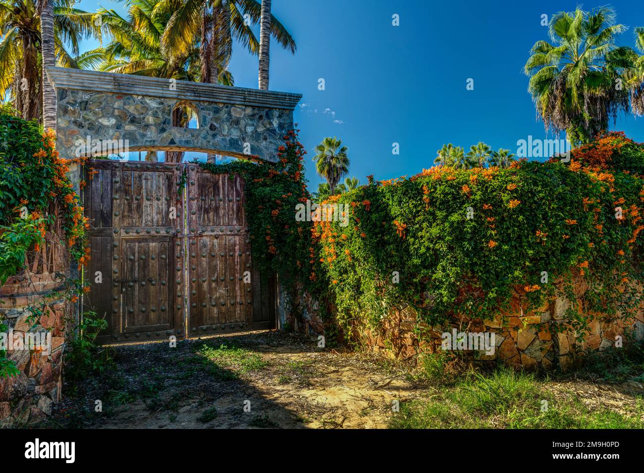 Wooden gate and Mexican flame vine (Pseudogynoxys chenopodioides), Baja California Sur, Mexico Stock Photo