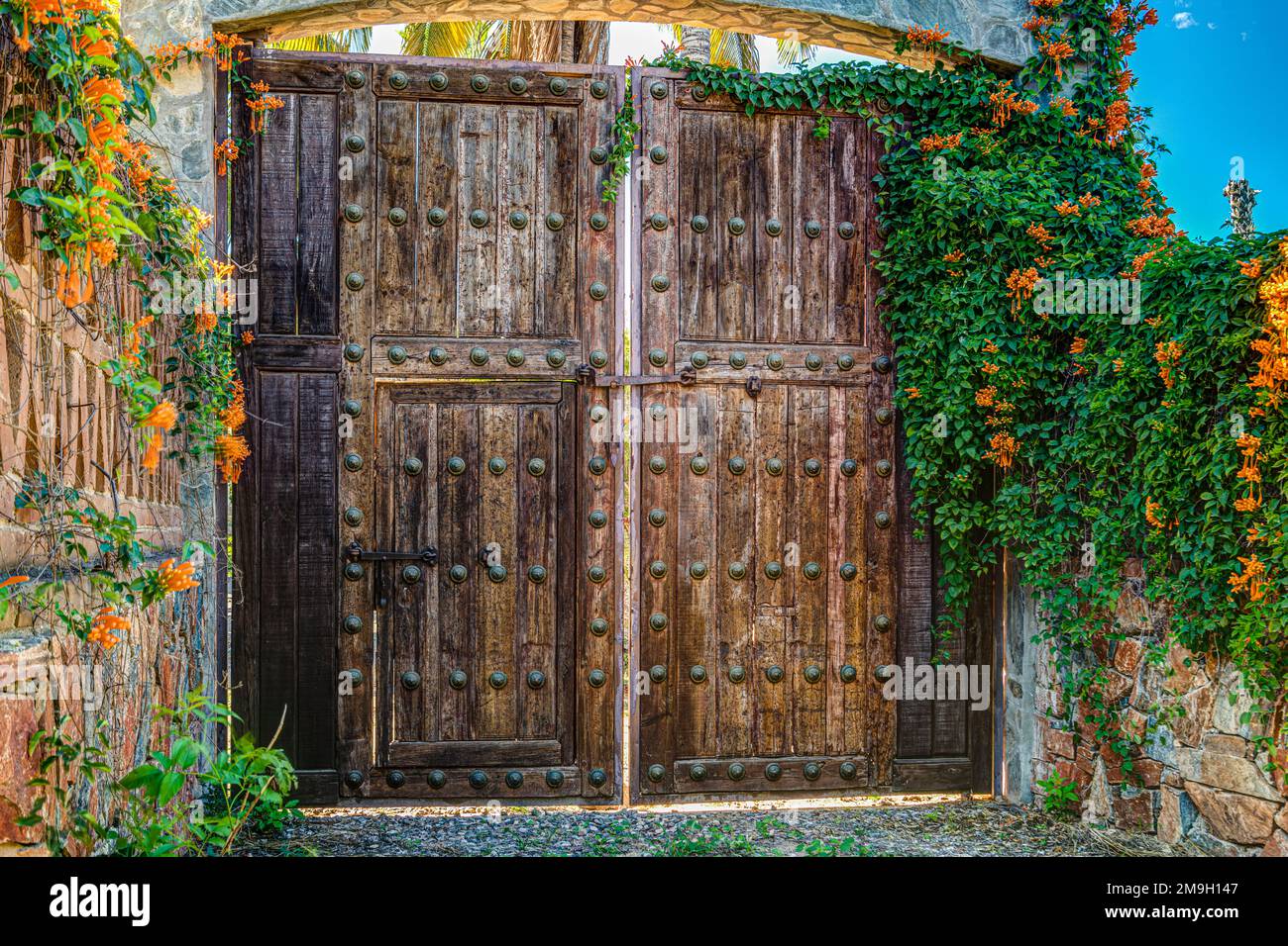 Wooden gate and Mexican flame vine (Pseudogynoxys chenopodioides), Baja California Sur, Mexico Stock Photo