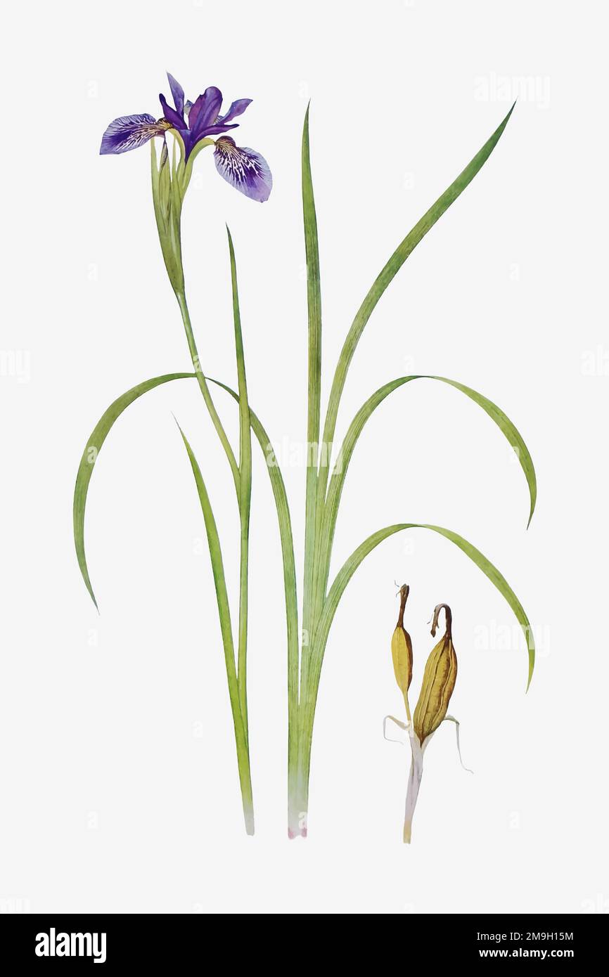 Vintage Iris flower illustration vector Stock Vector