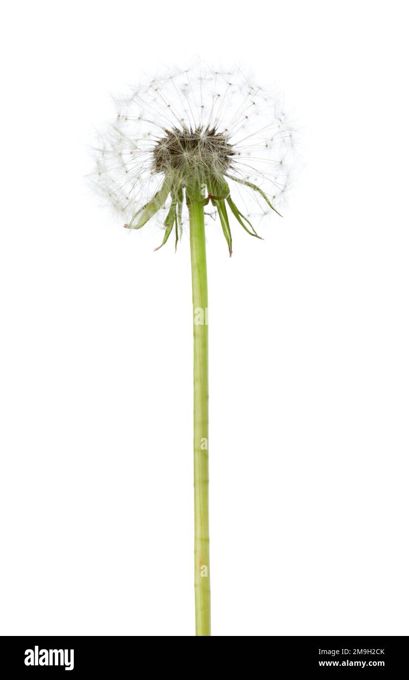 Dandelion ( seed head)  isolated on white background. Stock Photo