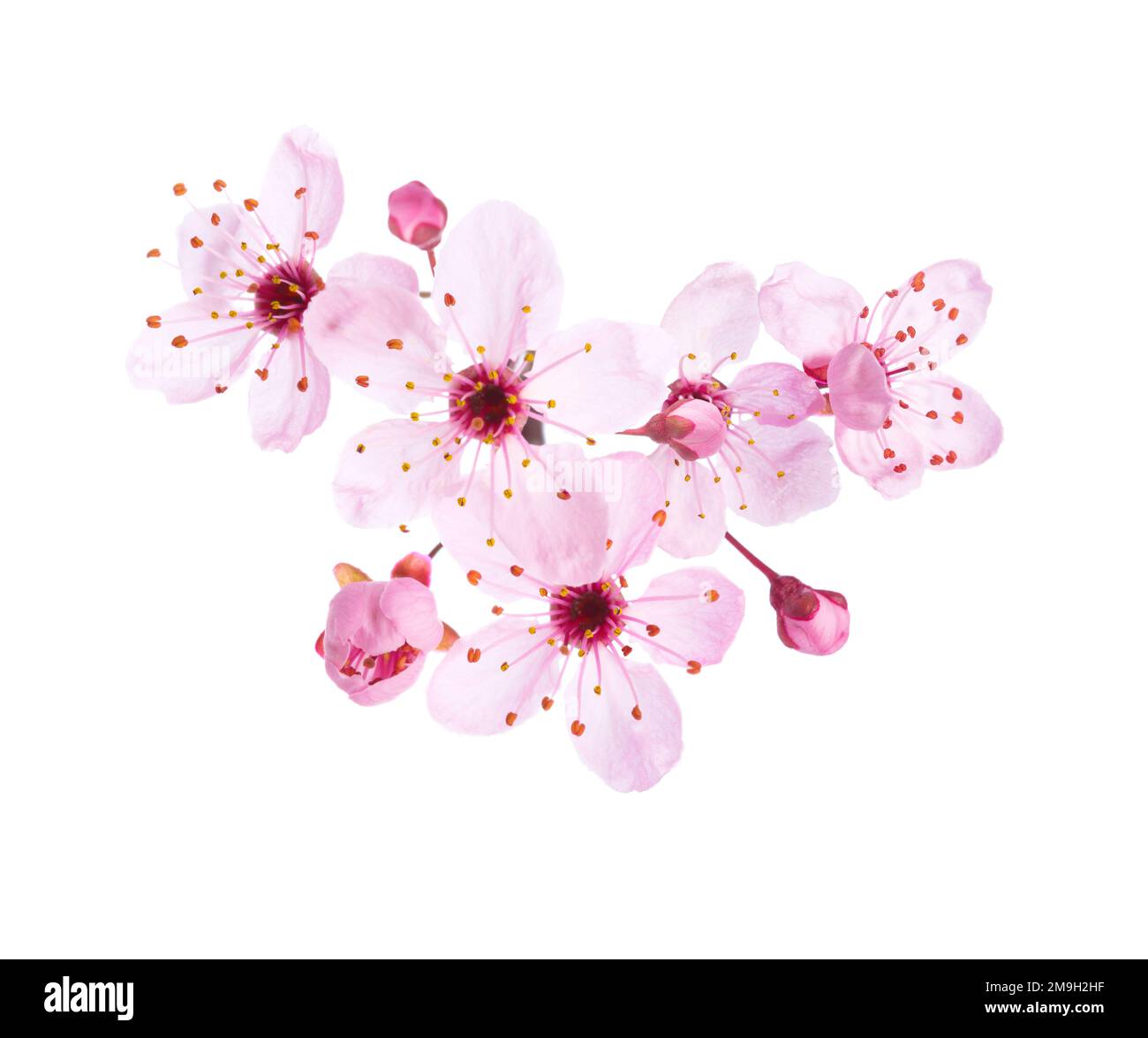 Light pink flowers of Sakura isolated on a white background Stock Photo ...