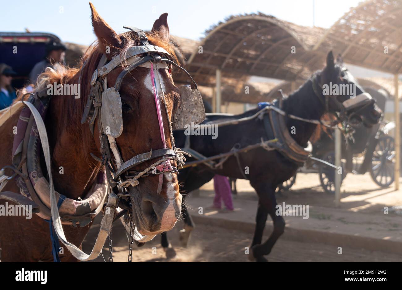 Selective focus of brown and white horse head with old and traditional