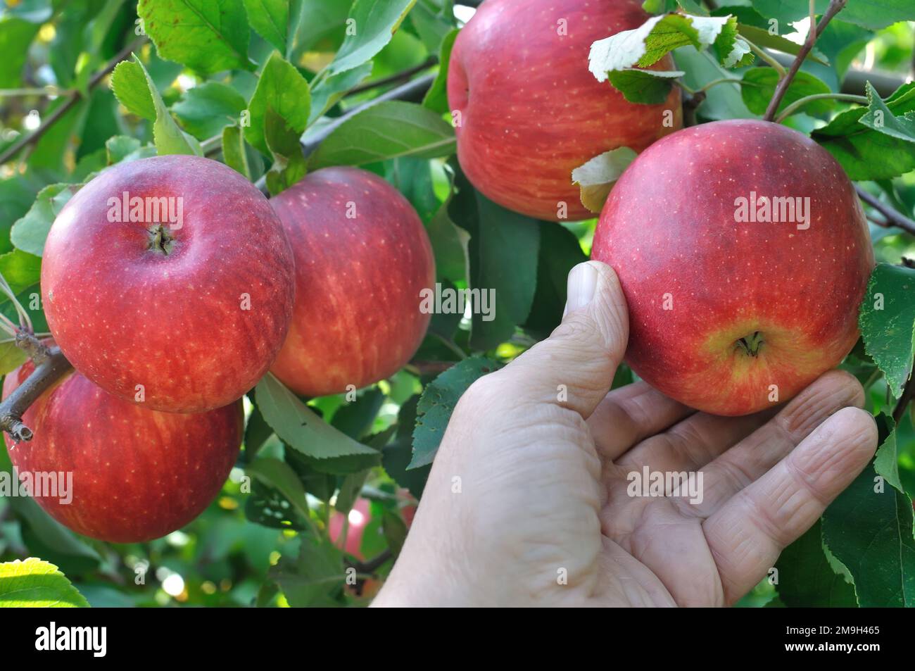 Harvesting the red organic apples on apple tree branche Stock Photo