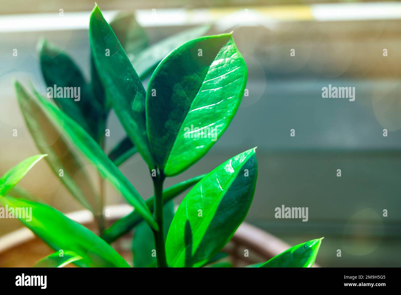 Nature of green leaf in garden at summer. Natural green leaves plants using as spring background