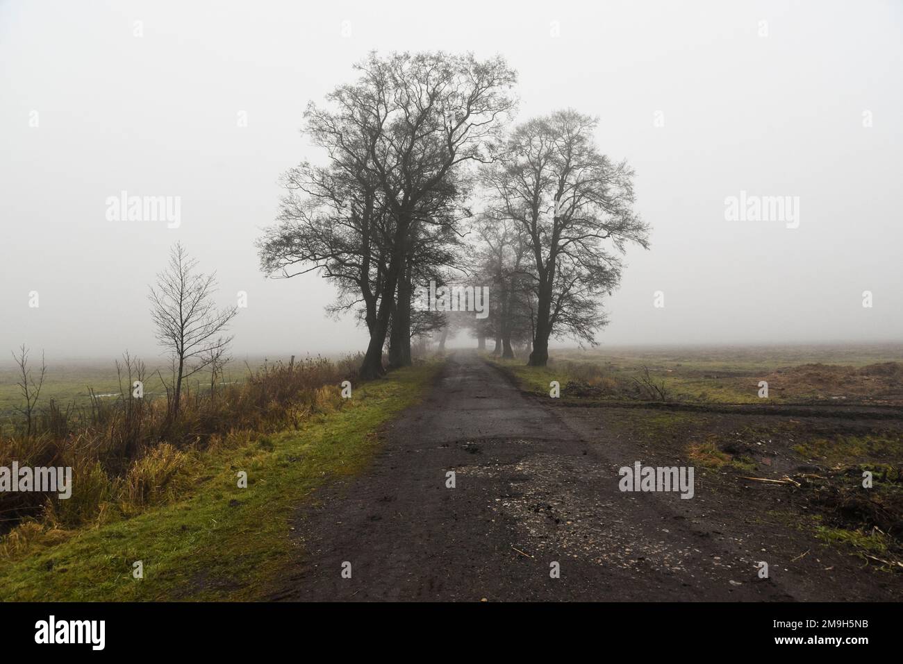 Road landscape, road between trees in fog in autumn Stock Photo - Alamy