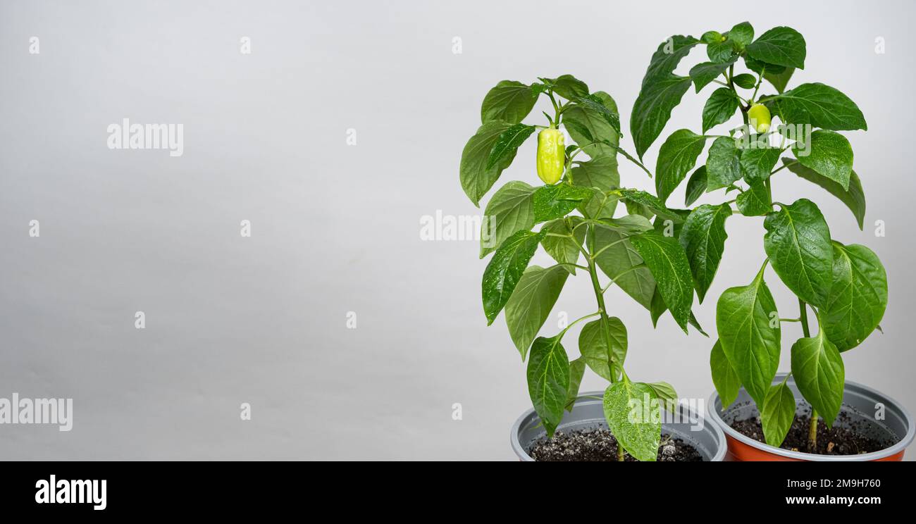 Growing peppers from seeds. Step 10 small green peppers on the branch