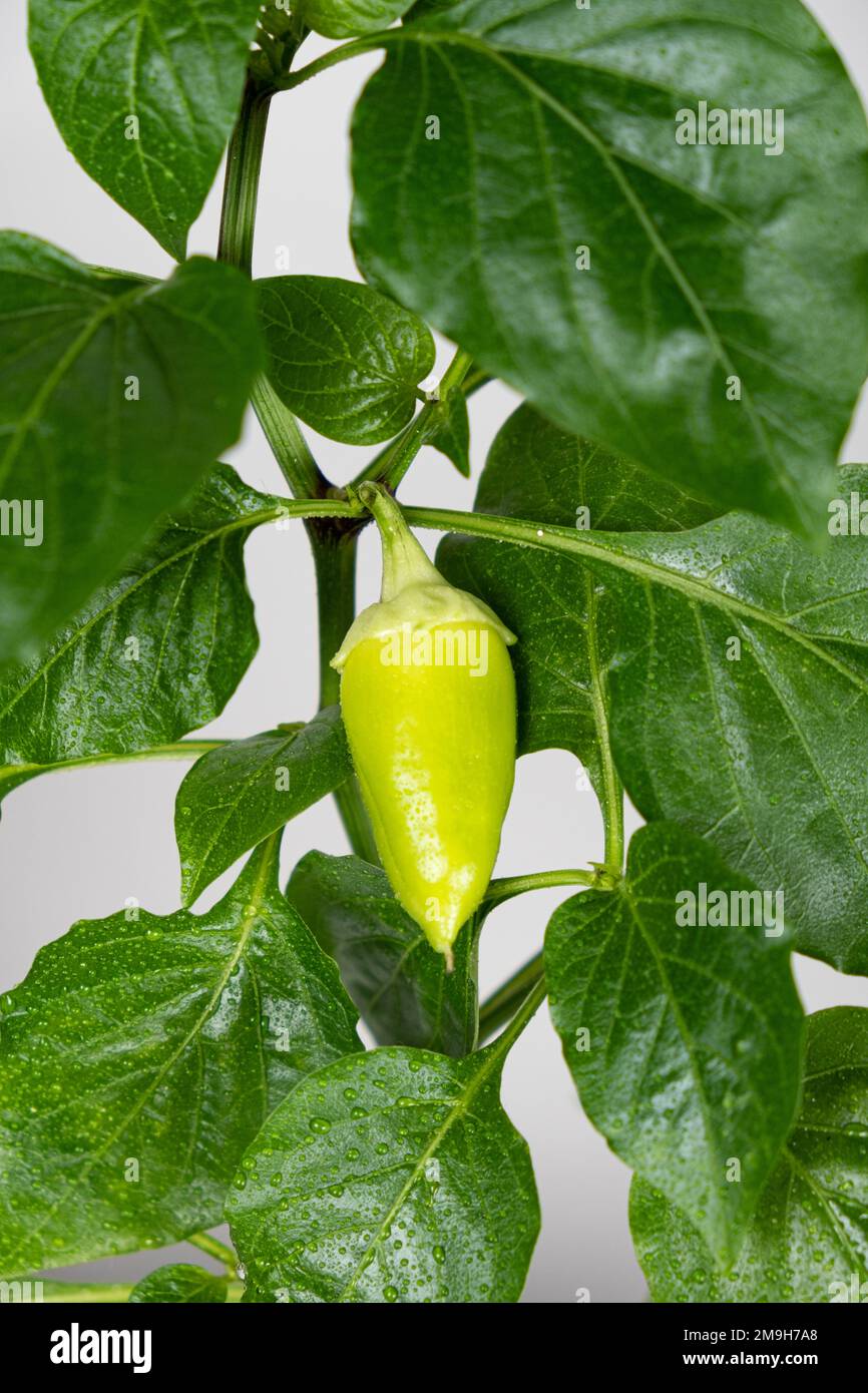 Small green pepper on the branch on a white background, gardening. Stock Photo