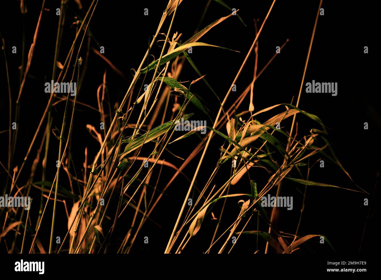 various wild grasses and reeds Stock Photo - Alamy