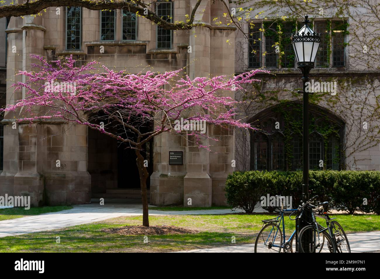 Cherry blossom tree in front of School of Social Science, University of Chicago, Chicago, Illinois, USA Stock Photo