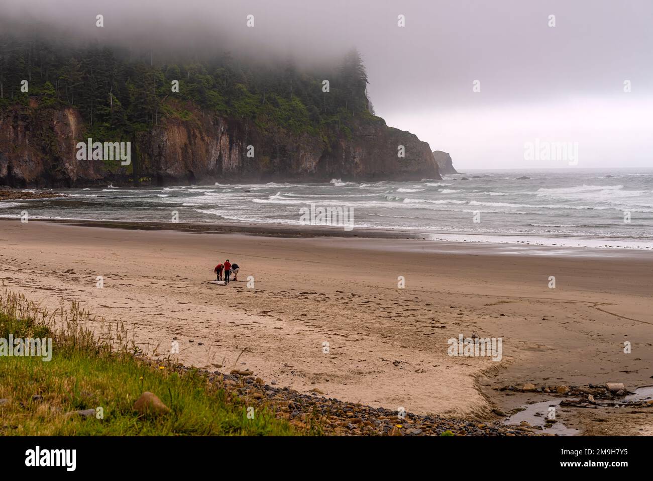 Three people searching for clams on sandy beach, Oregon, USA Stock Photo