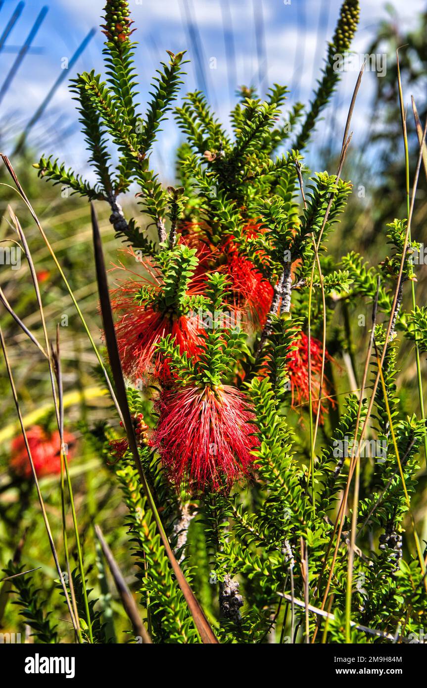 Flowers and leaves of the Swamp Bottlebrush, Beaufortia Sparsa, Myrtaceae family, indigenous to the southwest of Western Australia Stock Photo