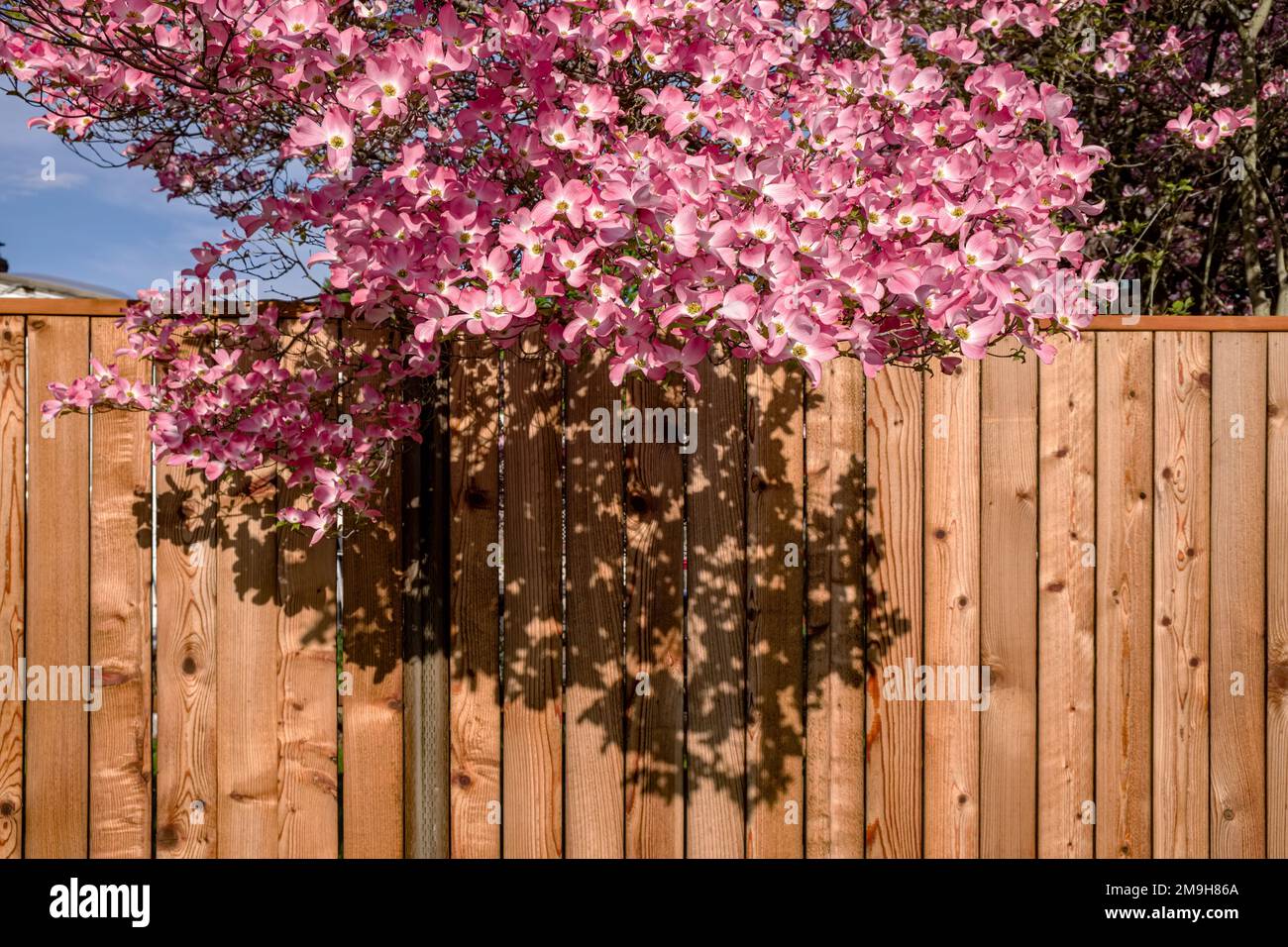 Branches with blossoming pink flowers hanging over wooden fence Stock Photo