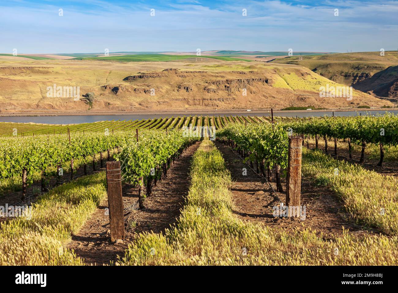 Rural landscape with vineyard at Columbia River, Oregon, USA Stock Photo