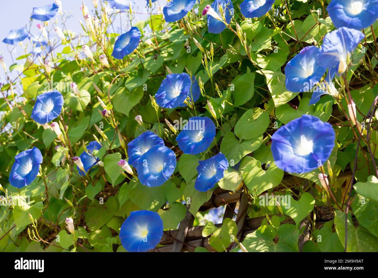 Blue Mexican morning glory flowers or Ipomoea tricolor. with blue petals Stock Photo