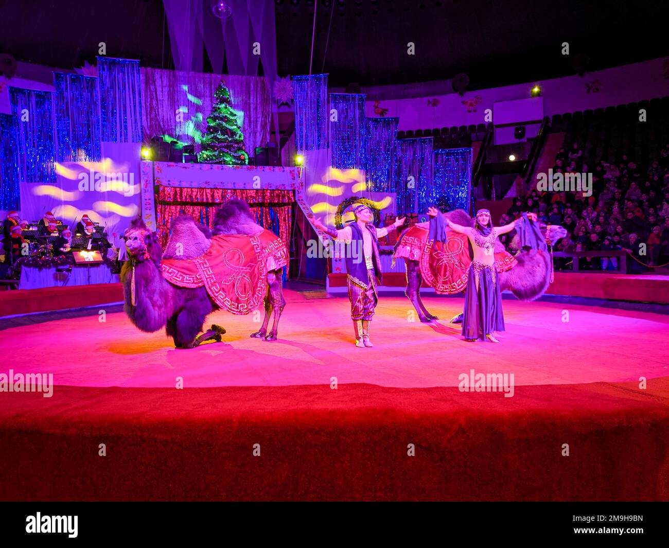 Camels kneel in the circus arena, animals participate in the show along with trainers. Stock Photo