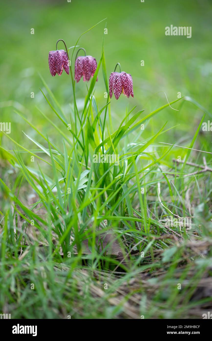 Snake's head fritillary Fritillaria meleagris Spring wildflowers growing in green grass. France, Europe Stock Photo