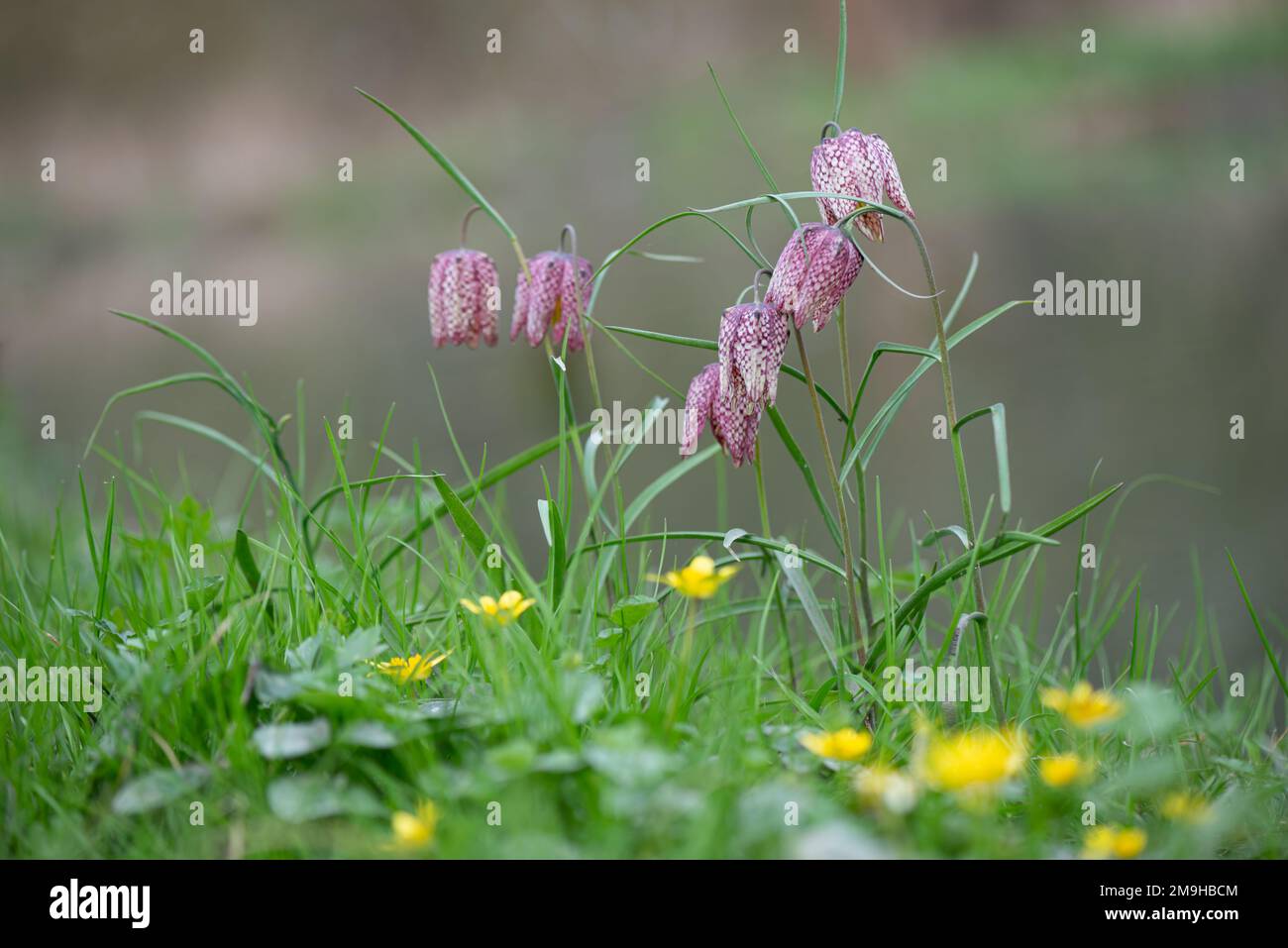 Fritillaria meleagris Snake's head fritillary Spring wildflowers growing on riverbank in green grass with yellow flowers. France, Stock Photo