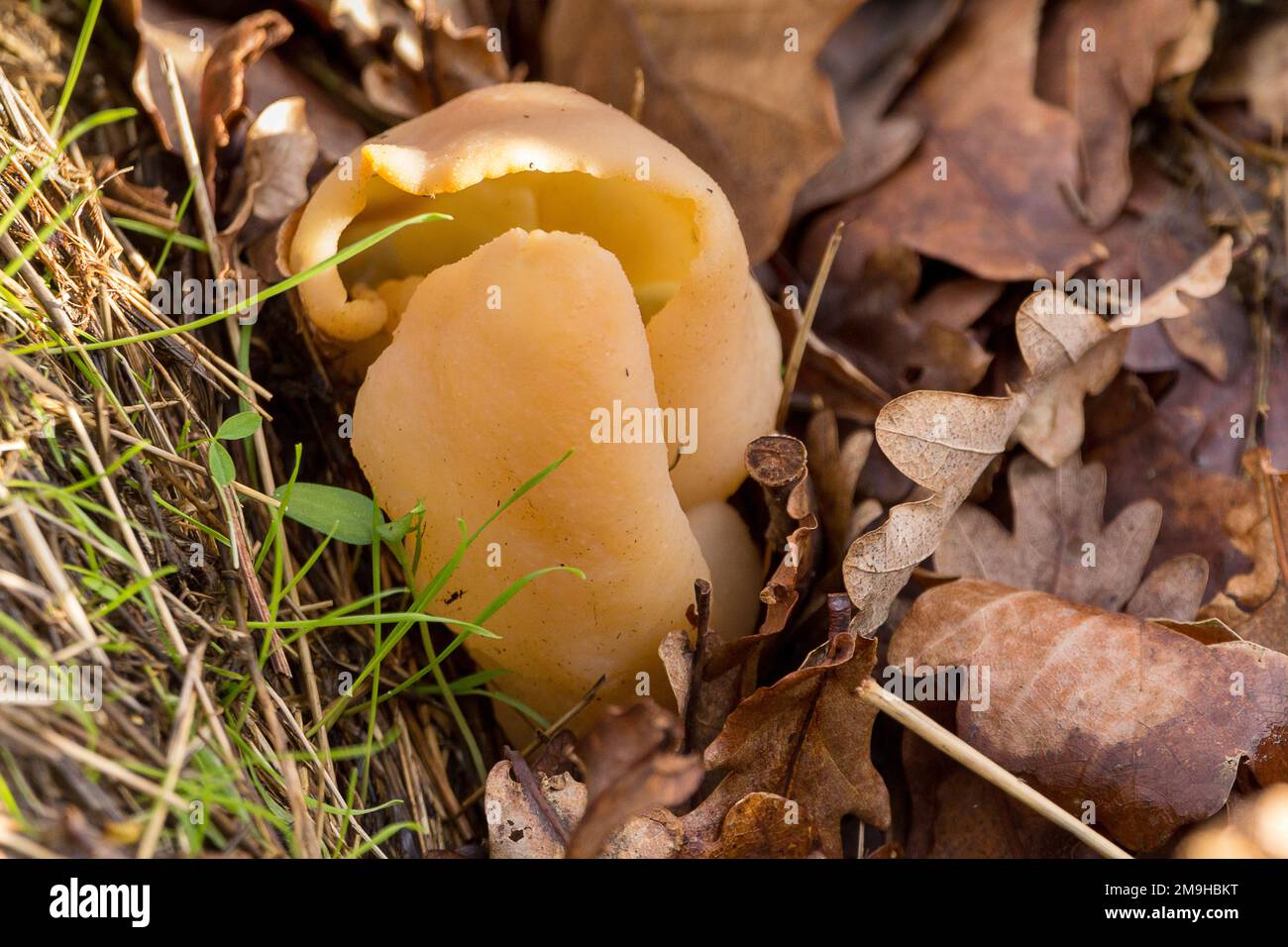 Hares ear like fungi grown in leaf litter on woodland floor smooth yellow fruit body sunlit with short stalk in soil split tall cup otidea onotica Stock Photo
