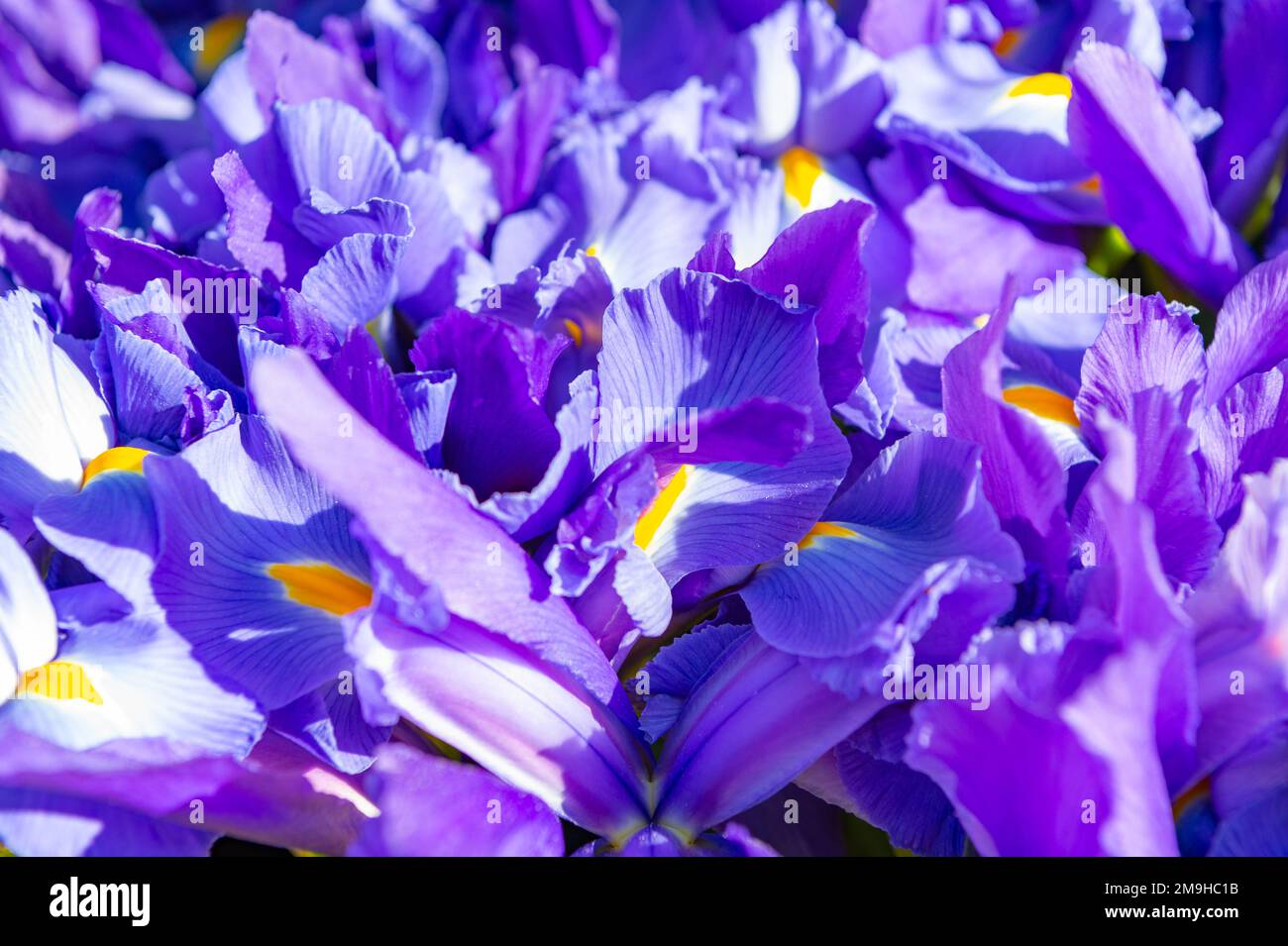 iris flower background. iris flower background purple color. spring ...