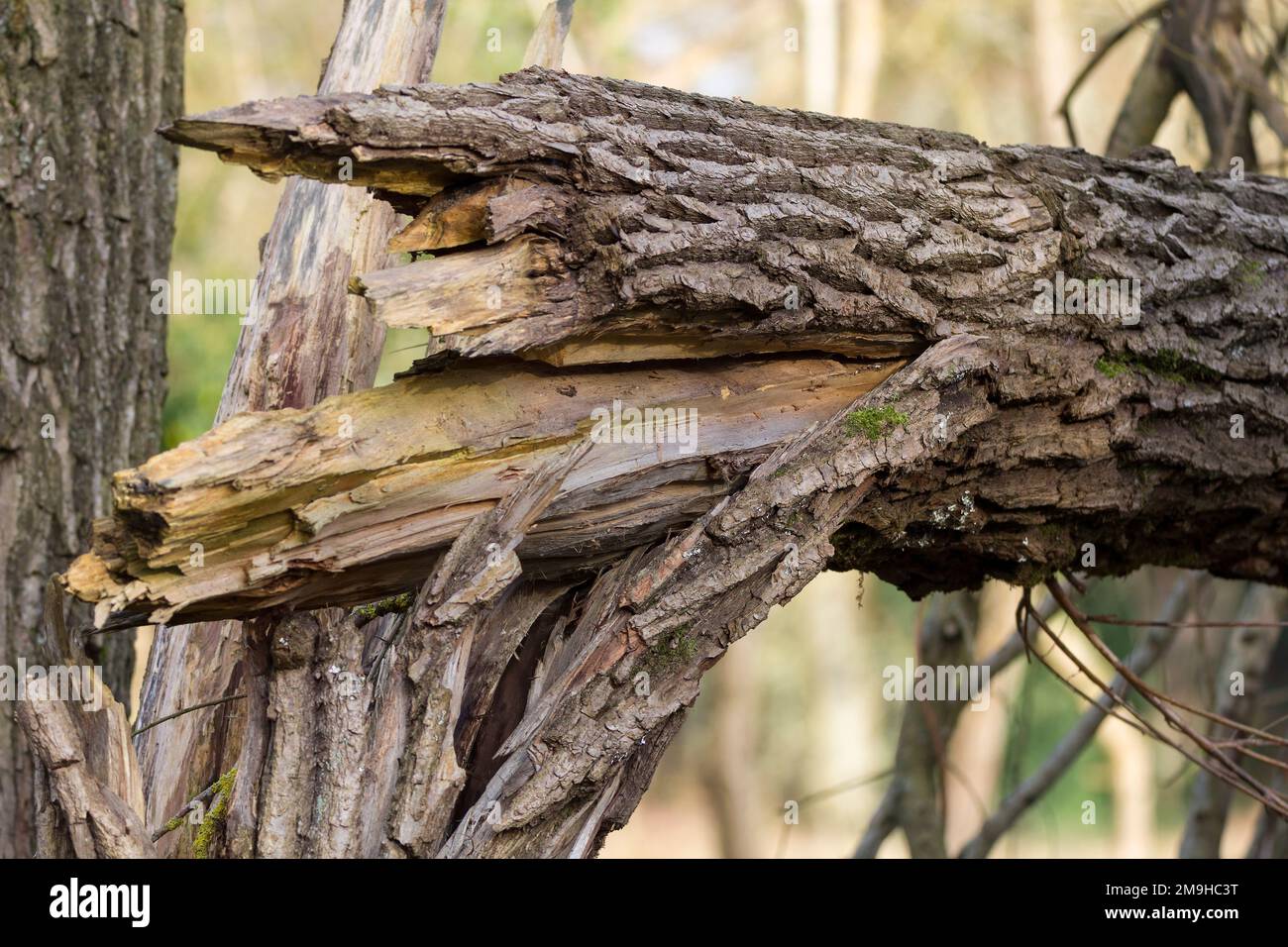 Tree trunk broken by high winds in forest near river has coarse bark and pale yellowish inner wood splintered and resting at 90 degrees on other trees Stock Photo