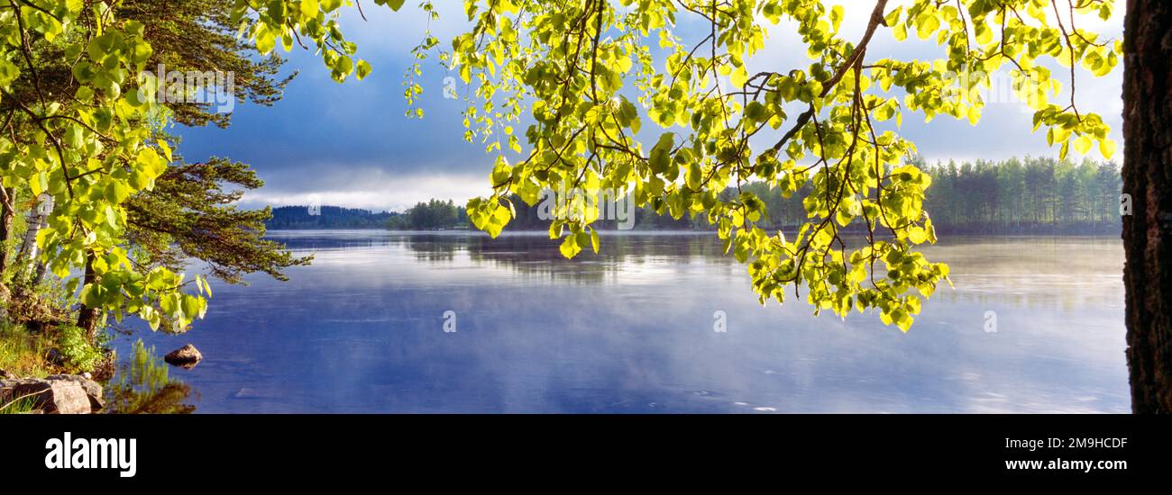 Green leaves on tree branch above Vuoksi River, Imatra, South Karelia, Finland Stock Photo