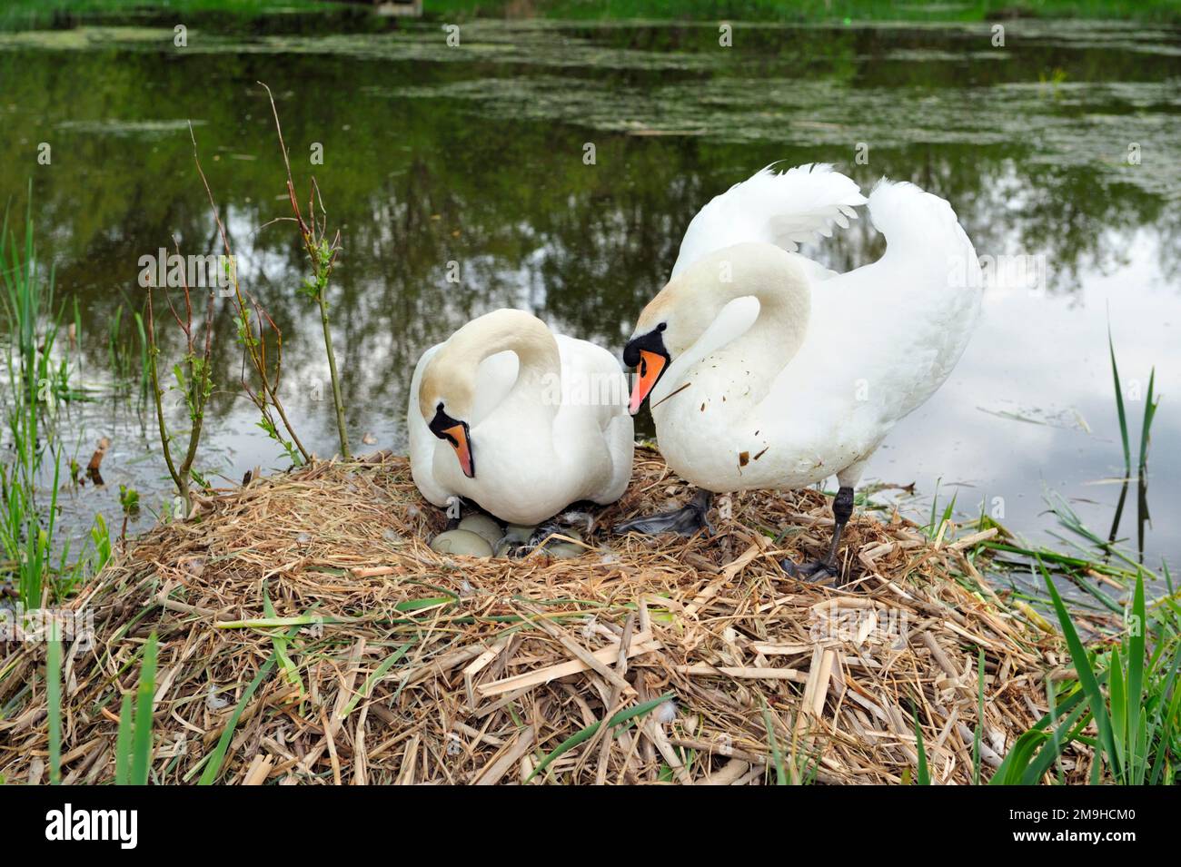 Mute Swan (Cygnus olor) female being greeted by male during hatching of