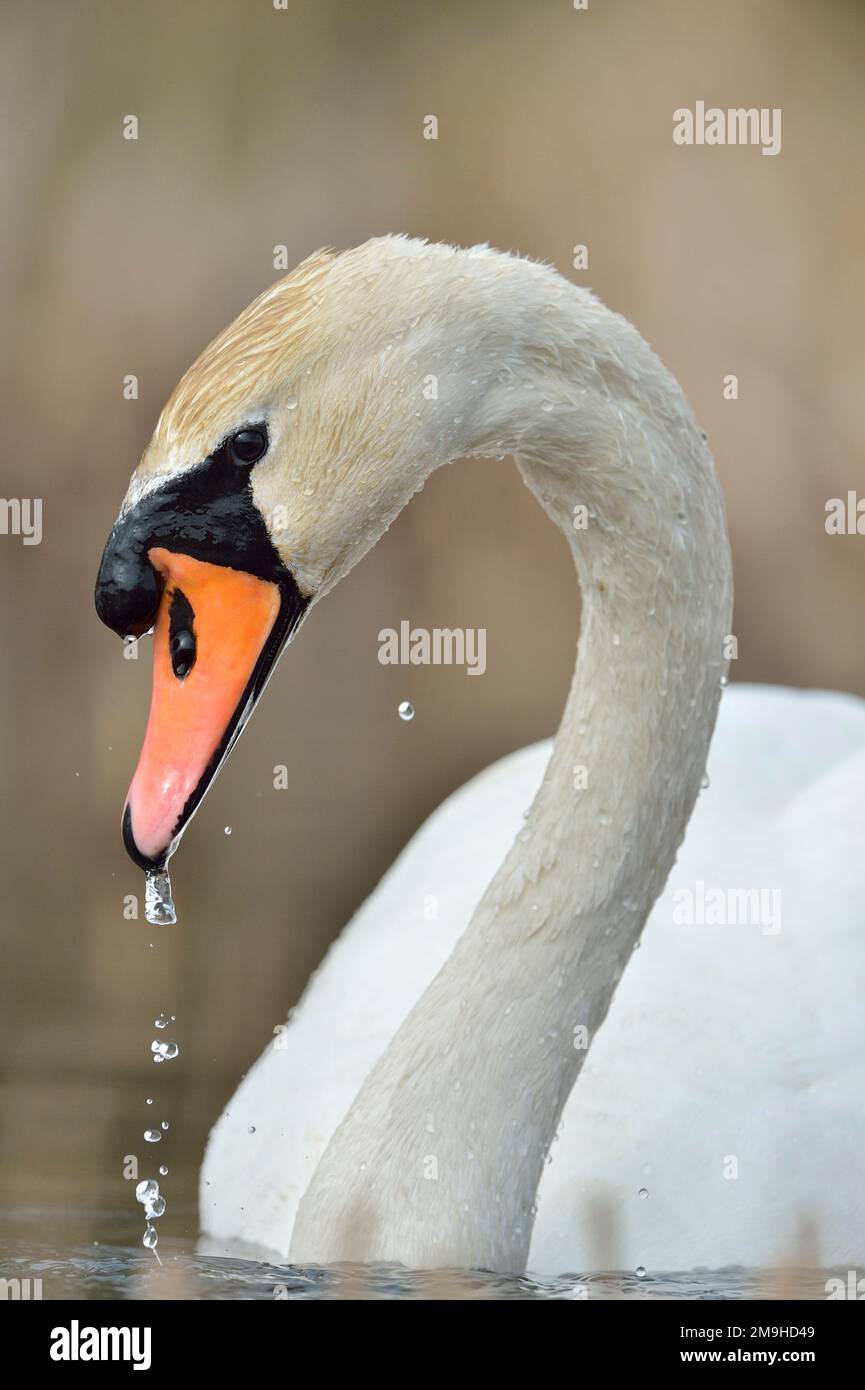 Mute Swan (Cygnus olor) male with water dropping from bill after