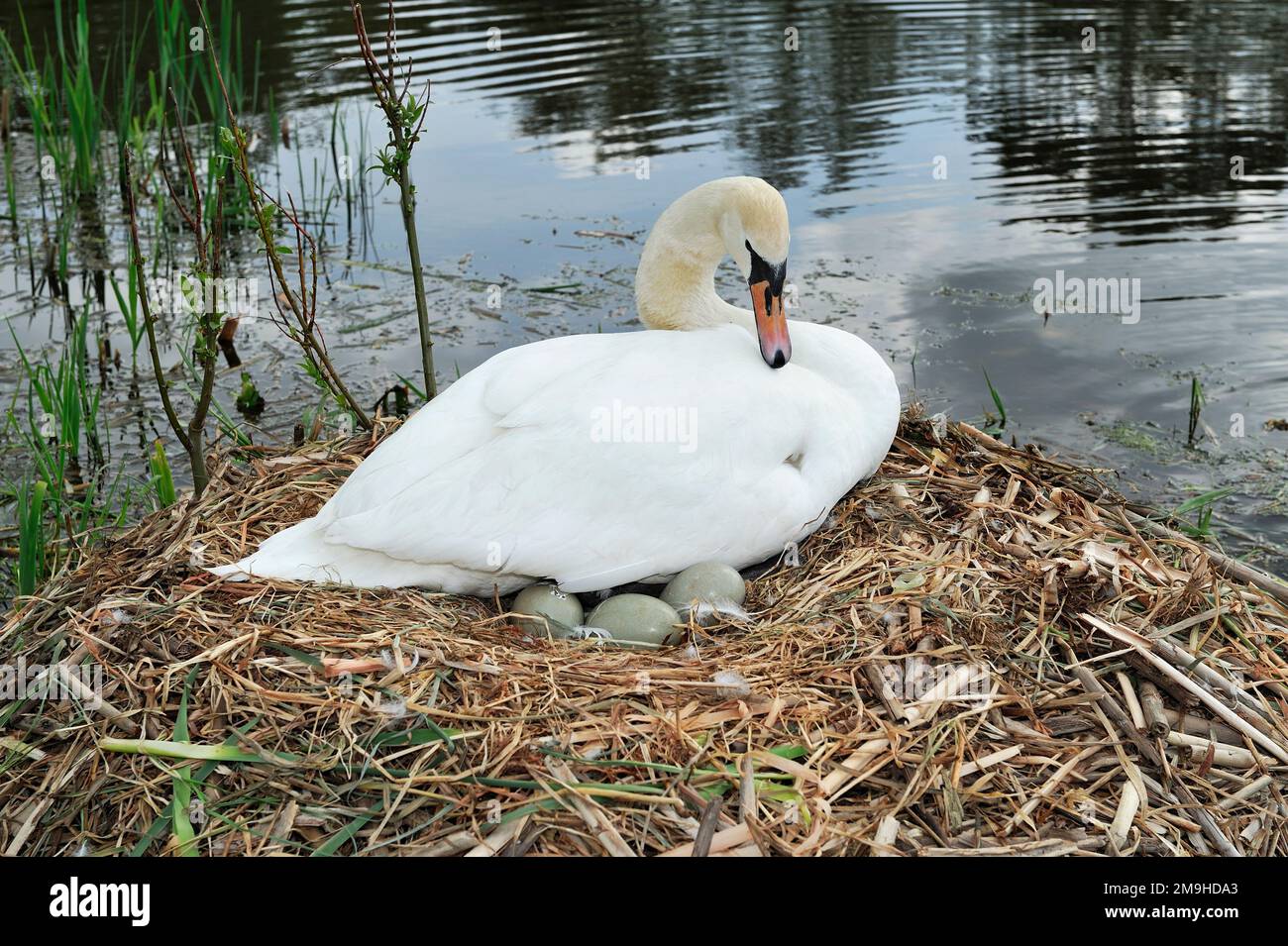 Mute Swan (Cygnus olor) on nest with eggs begining to hatch, Yetholm