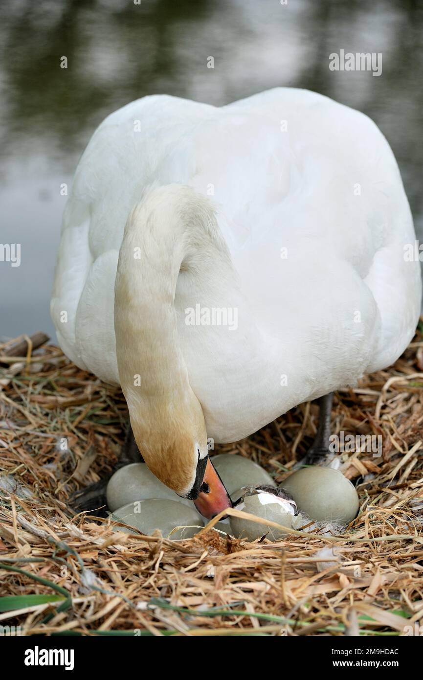 Mute Swan (Cygnus olor) on nest with eggs begining to hatch, Yetholm
