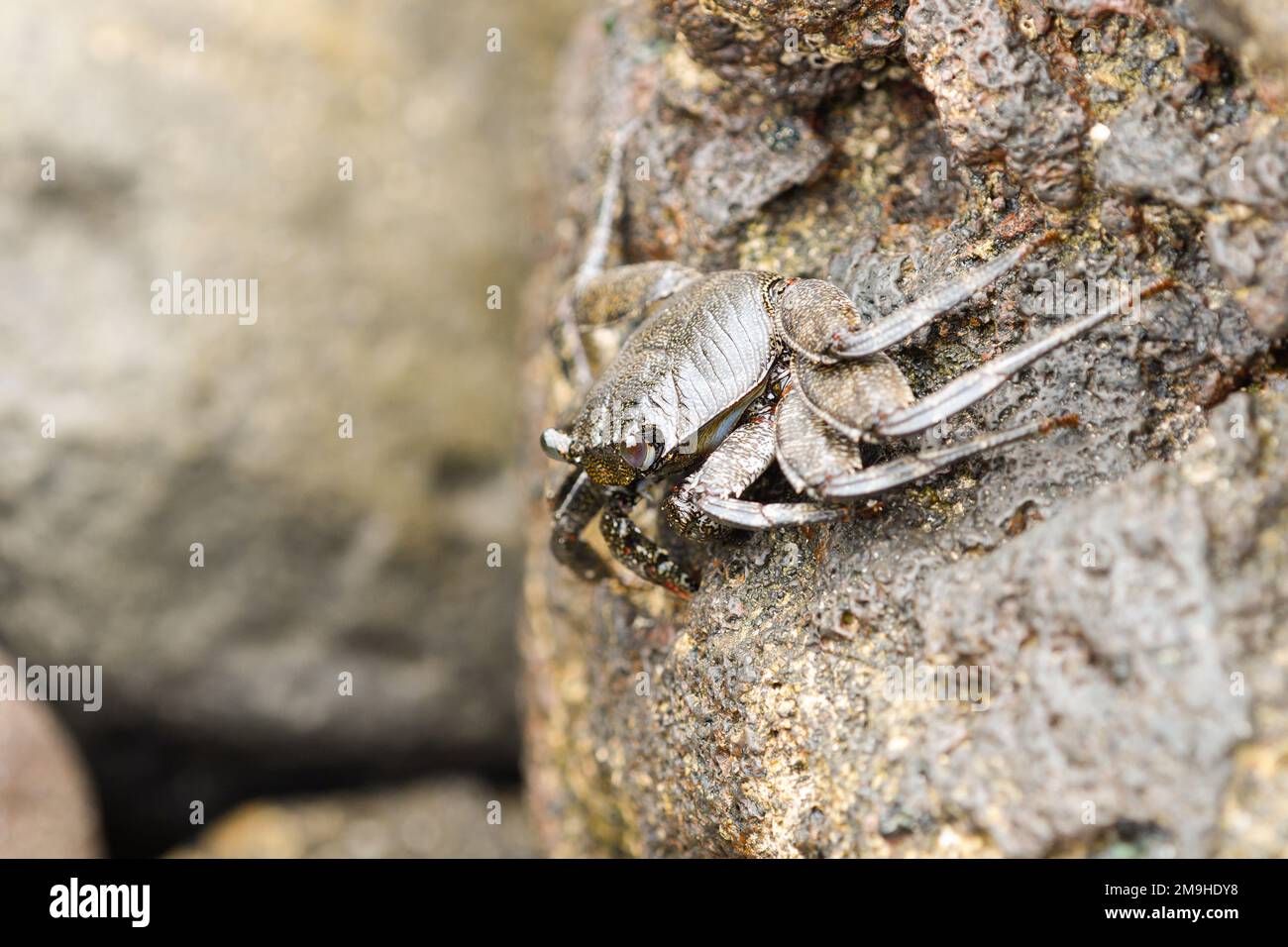 Close-up of Moorish crab among the volcanic rocks of La Graciosa Stock Photo