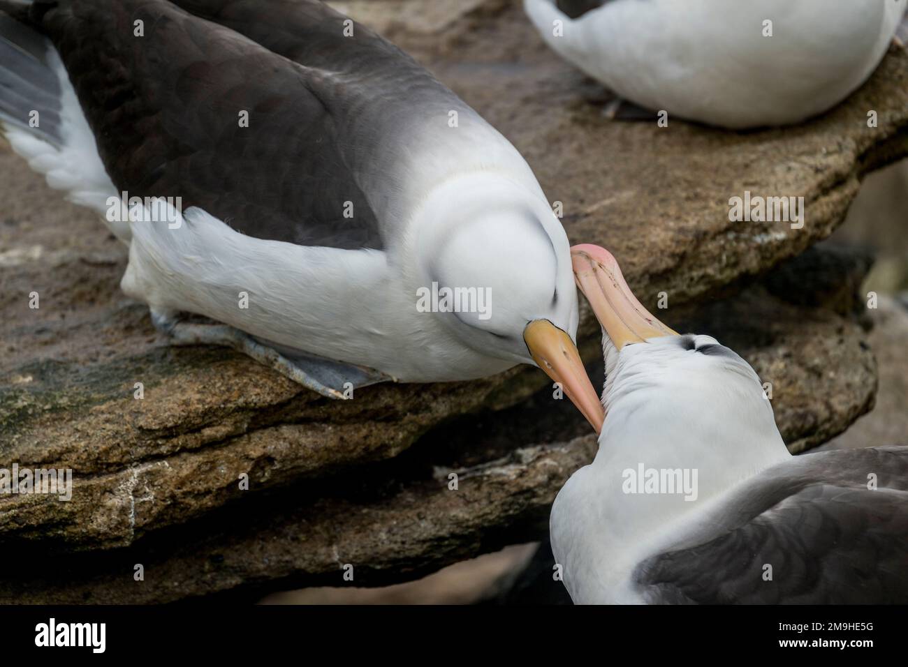 Black-browed Albatrosses (Thalassarche melanophrys) mutual preening